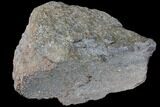 Polished Dinosaur Bone (Gembone) Section - Colorado #86828-2